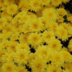 Sundance Mum, 9"