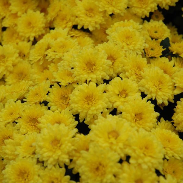 Sundance Mum, 9"
