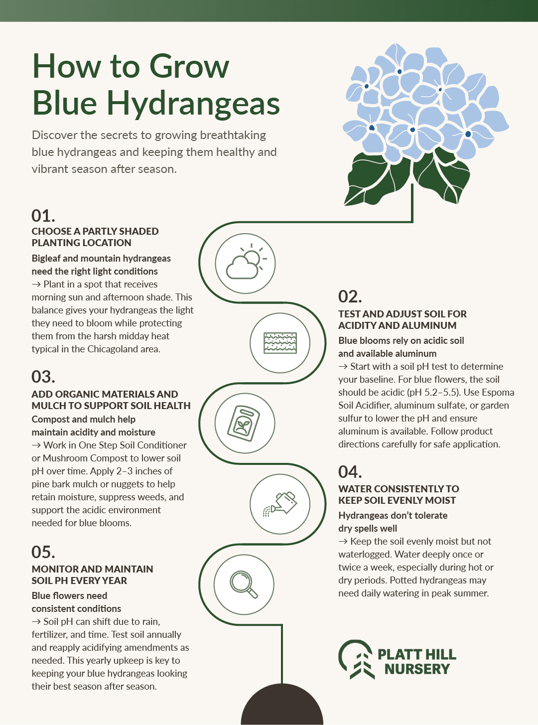 Infographic titled "How to Grow Blue Hydrangeas" from Platt Hill Nursery. It features five illustrated steps to help gardeners successfully grow and maintain blue hydrangeas: (1) Choose a partly shaded planting location; (2) Test and adjust soil for acidity and aluminum; (3) Add organic materials and mulch to support soil health; (4) Water consistently to keep soil evenly moist; and (5) Monitor and maintain soil pH every year. Each step includes short tips and icons representing sunlight, soil testing, compost, watering, and pH monitoring. A large illustration of a blue hydrangea flower appears at the top right.