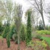 Sting Arborvitae - Image 2