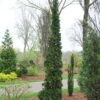 Sting Arborvitae