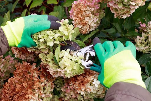 pruning hydrangeas