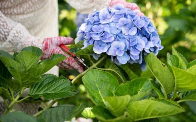 How to Grow Gorgeous Blue Hydrangeas in Your Garden