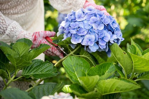 old wood hydrangeas