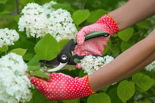 pruning hydrangeas