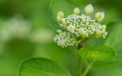 How to Grow Gorgeous Blue Hydrangeas in Your Garden