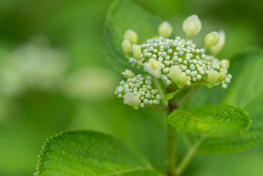 How to Grow Gorgeous Blue Hydrangeas in Your Garden