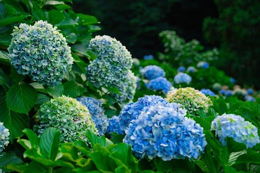 pruning hydrangeas