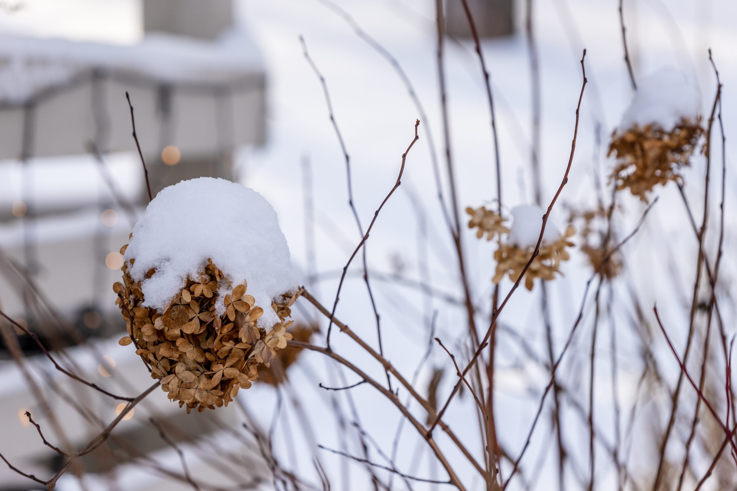 pruning hydrangeas