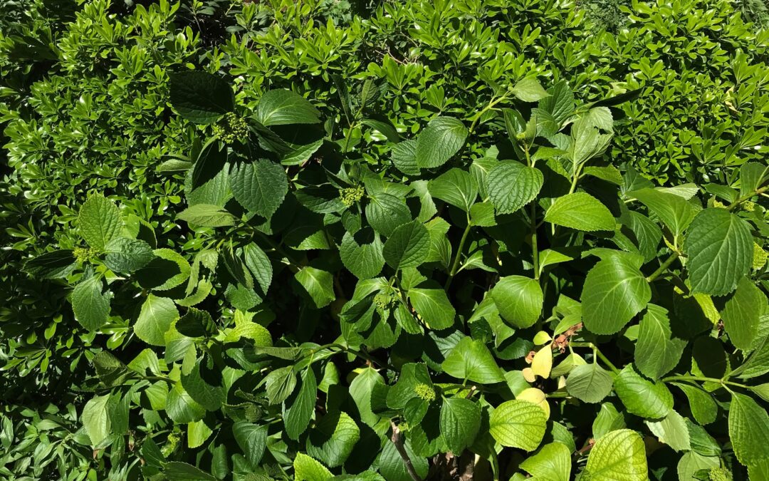 hydrangeas without blooms