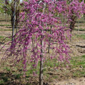Lavender Twist Redbud