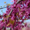Lavender Twist Redbud - Image 2