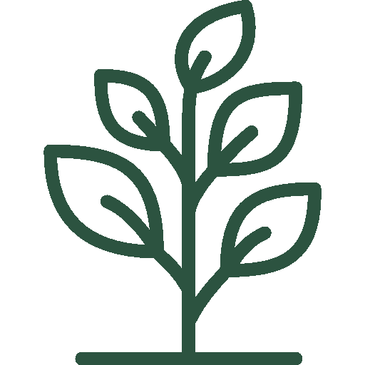 PHN Curated Green plant