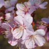 Pink Flair Cherry Tree - Image 2