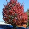 Pink Flair Cherry Tree - Image 3