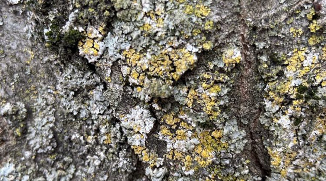 What Are Lichens? Understanding the Friendly Growth on Your Trees