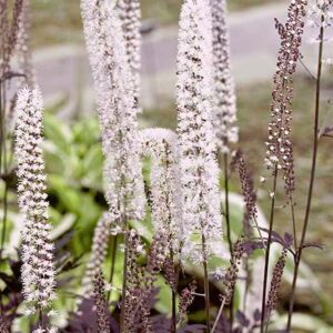 Actaea 'Hillside Black Beauty'
