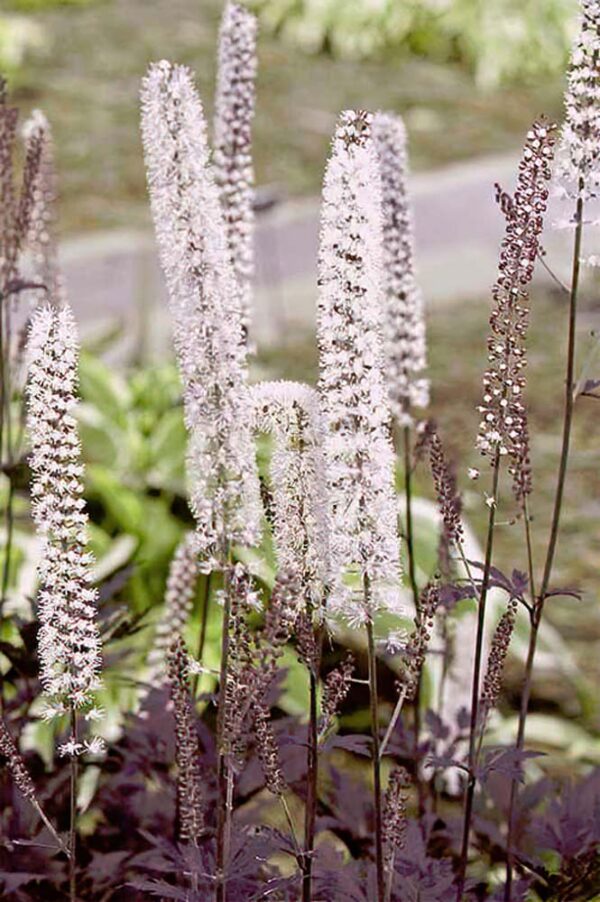 Actaea 'Hillside Black Beauty'