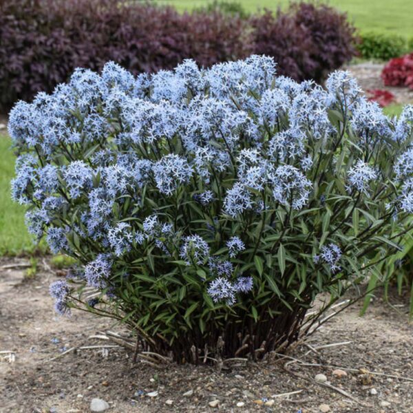 Storm Cloud Amsonia