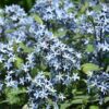 Storm Cloud Amsonia - Image 2
