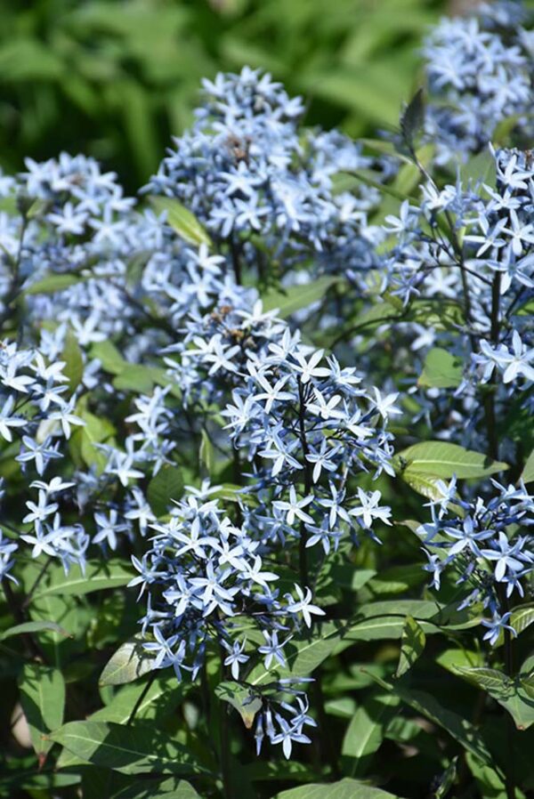 Storm Cloud Amsonia - Image 2