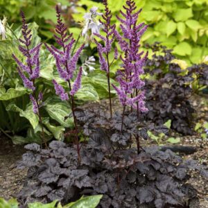 Dark Side of the Moon Astilbe