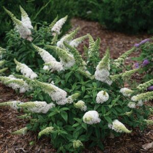 Pugster White Butterfly Bush