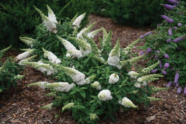 Pugster White Butterfly Bush