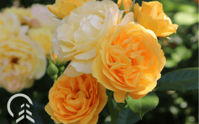 The Best Mother’s Day Flowers