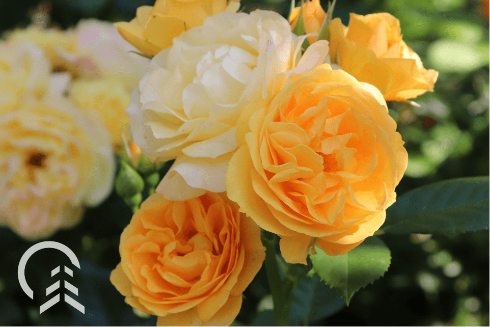 The Best Mother’s Day Flowers