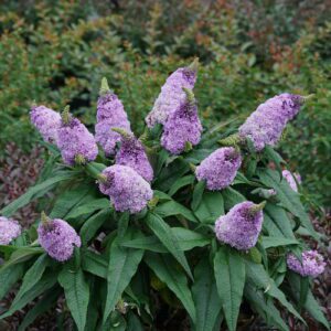 Pugster Amethyst® Butterfly Bush