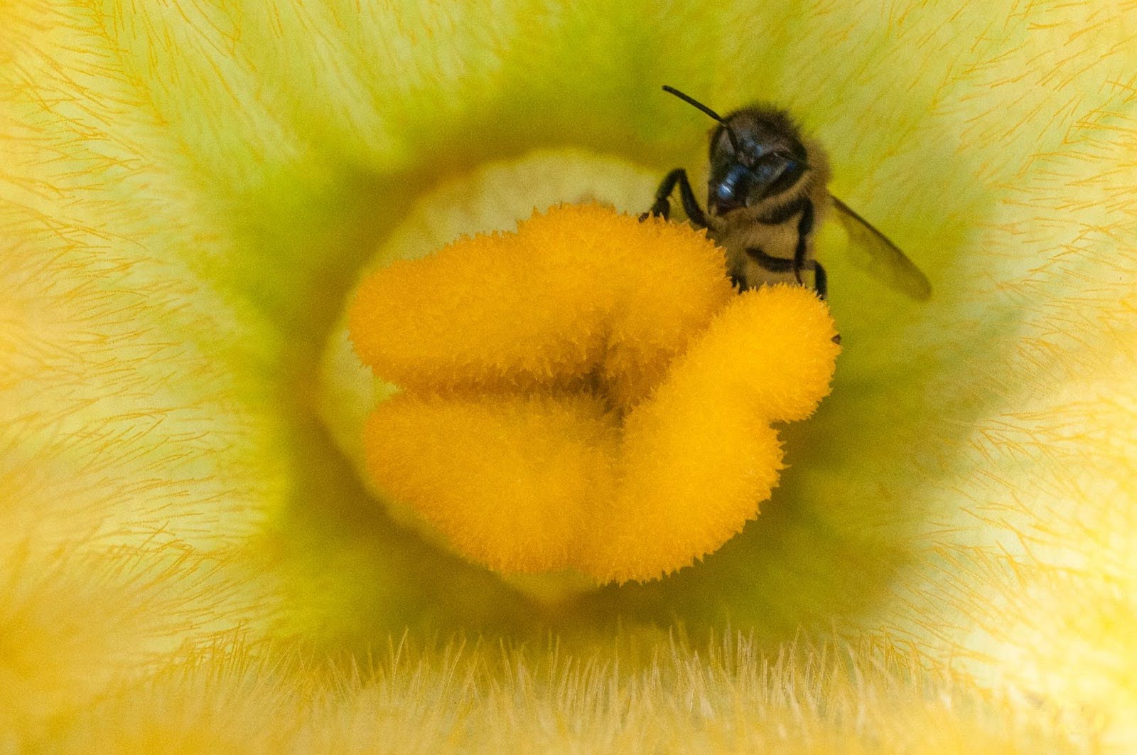 unnamed (1) bee pollinating on a flower