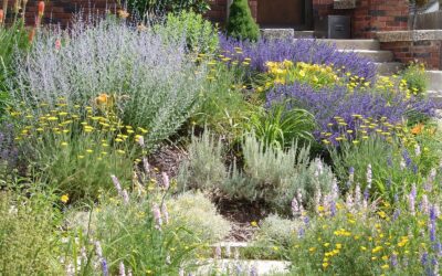 How to Start a Pollinator Garden
