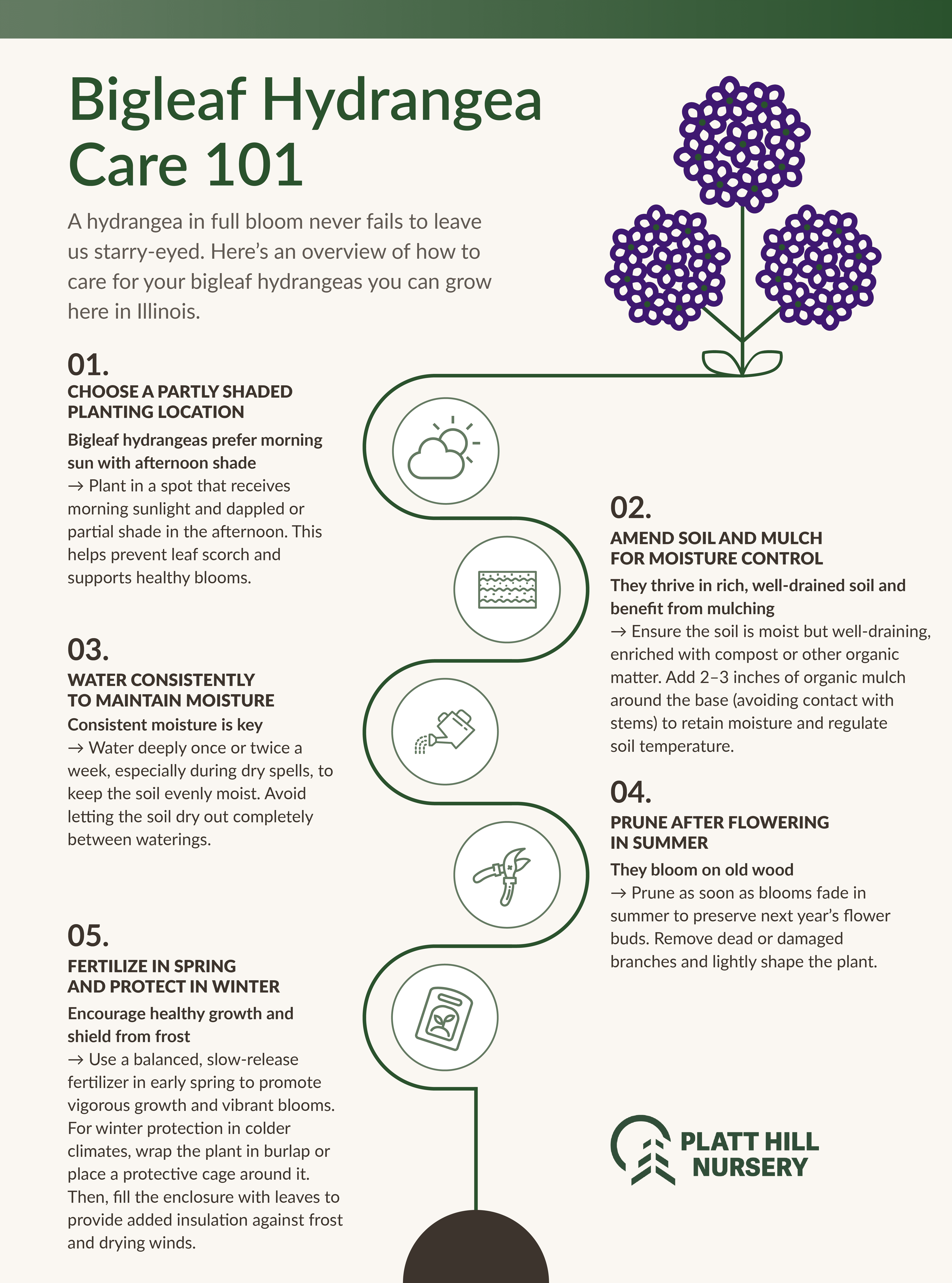 Bigleaf Hydrangea Care 101 bigleaf hydrangea care 101 infographic with 5 steps