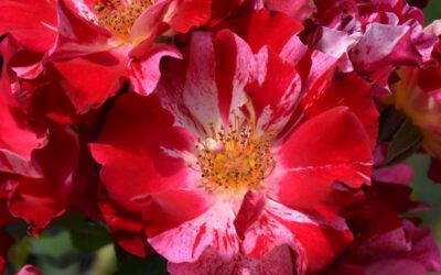 Reaching New Heights: A Guide to Growing Climbing Roses