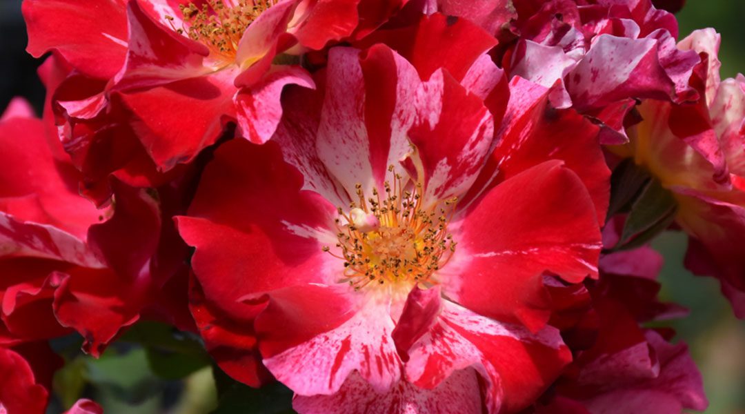 Reaching New Heights: A Guide to Growing Climbing Roses