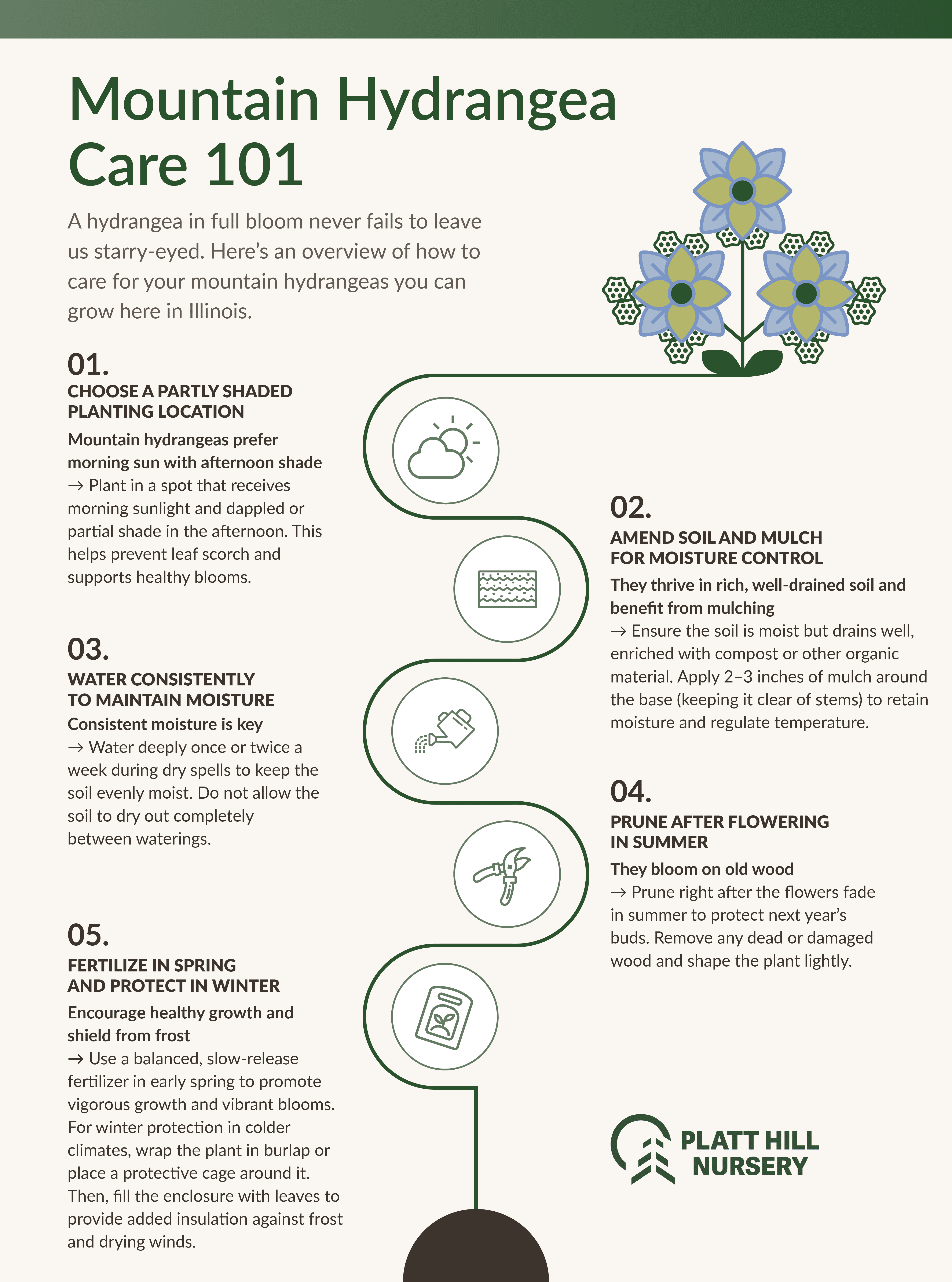 Mountain Hydrangea Care 101 mountain hydrangea care 101 infographic with 5 steps