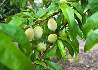 Platt Hill 2025 Mattingly - 31 landscaping near Carpentersville