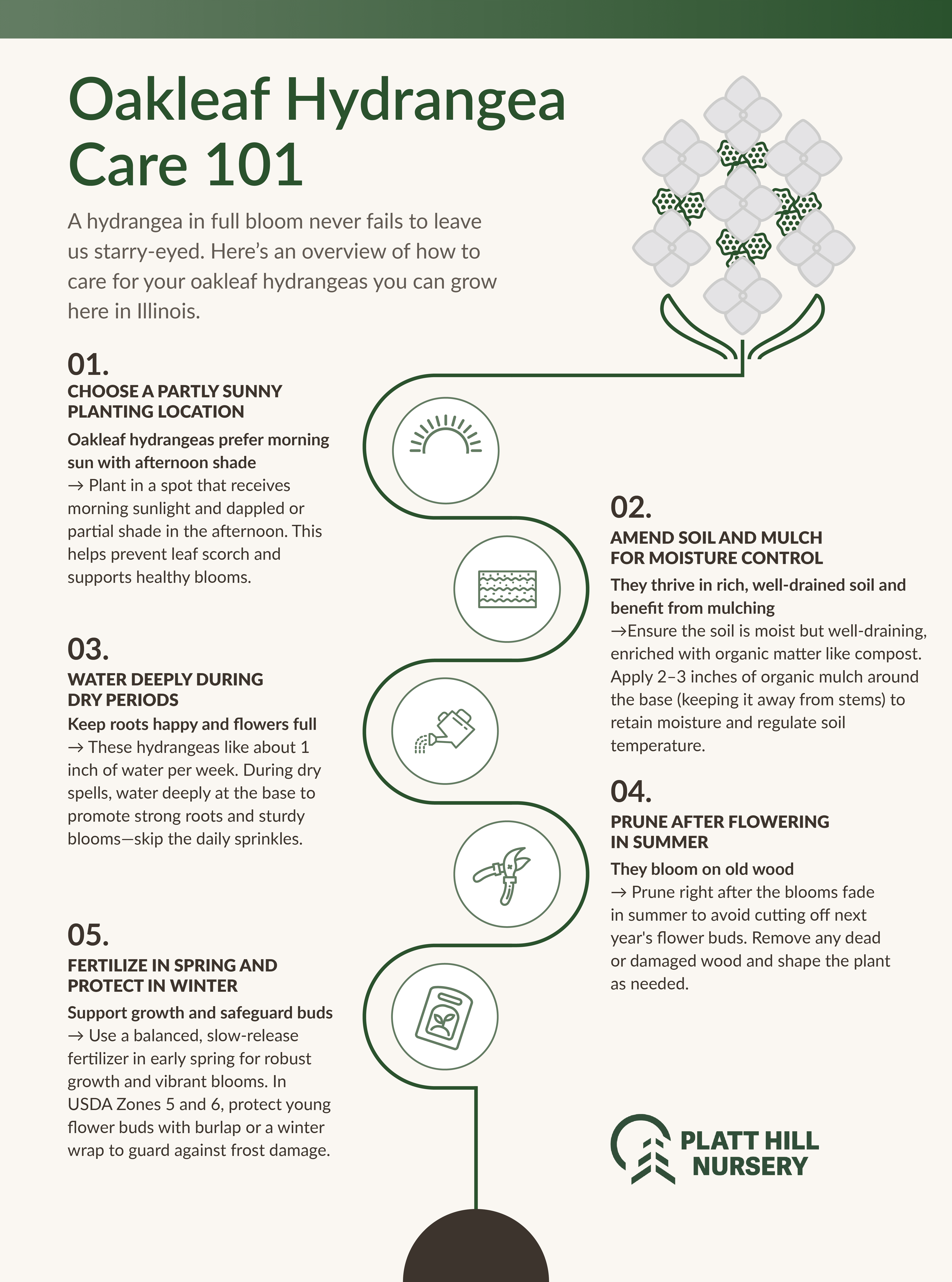 Platt Hill Blog_Oakleaf Hydrangea Infographic