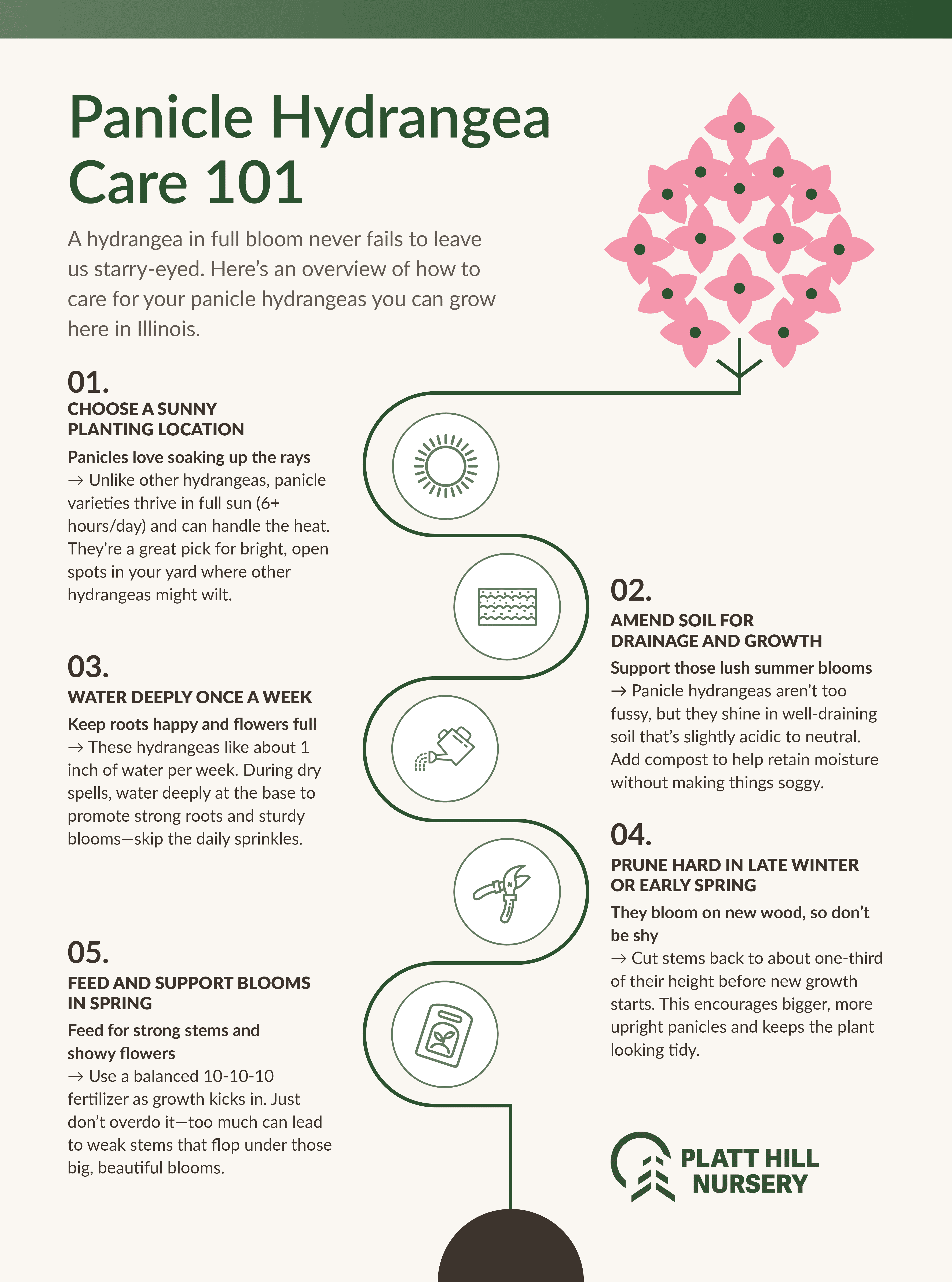 Platt Hill Blog_Panicle Hydrangea Infographic_5 Infographic titled "Panicle Hydrangea Care 101" by Platt Hill Nursery. It outlines five steps for caring for panicle hydrangeas in Illinois: Choose a Sunny Planting Location – Panicles prefer full sun (6+ hours daily) and tolerate heat well, making them ideal for bright, open areas. Amend Soil for Drainage and Growth – Panicle hydrangeas thrive in well-draining, slightly acidic to neutral soil. Add compost to improve moisture retention without making the soil soggy. Water Deeply Once a Week – These plants need about 1 inch of water weekly. Water deeply at the base to encourage strong roots and blooms—avoid shallow, daily watering. Prune Hard in Late Winter or Early Spring – Panicles bloom on new wood. Cut stems back by about one-third before new growth begins to keep the plant tidy and boost bloom production. Feed and Support Blooms in Spring – Use a balanced 10-10-10 fertilizer when growth starts. Avoid over-fertilizing to prevent weak, floppy stems. The infographic includes stylized icons for sun, soil, water, pruning, and fertilizer, plus a pink hydrangea illustration at the top and Platt Hill Nursery's logo at the bottom.