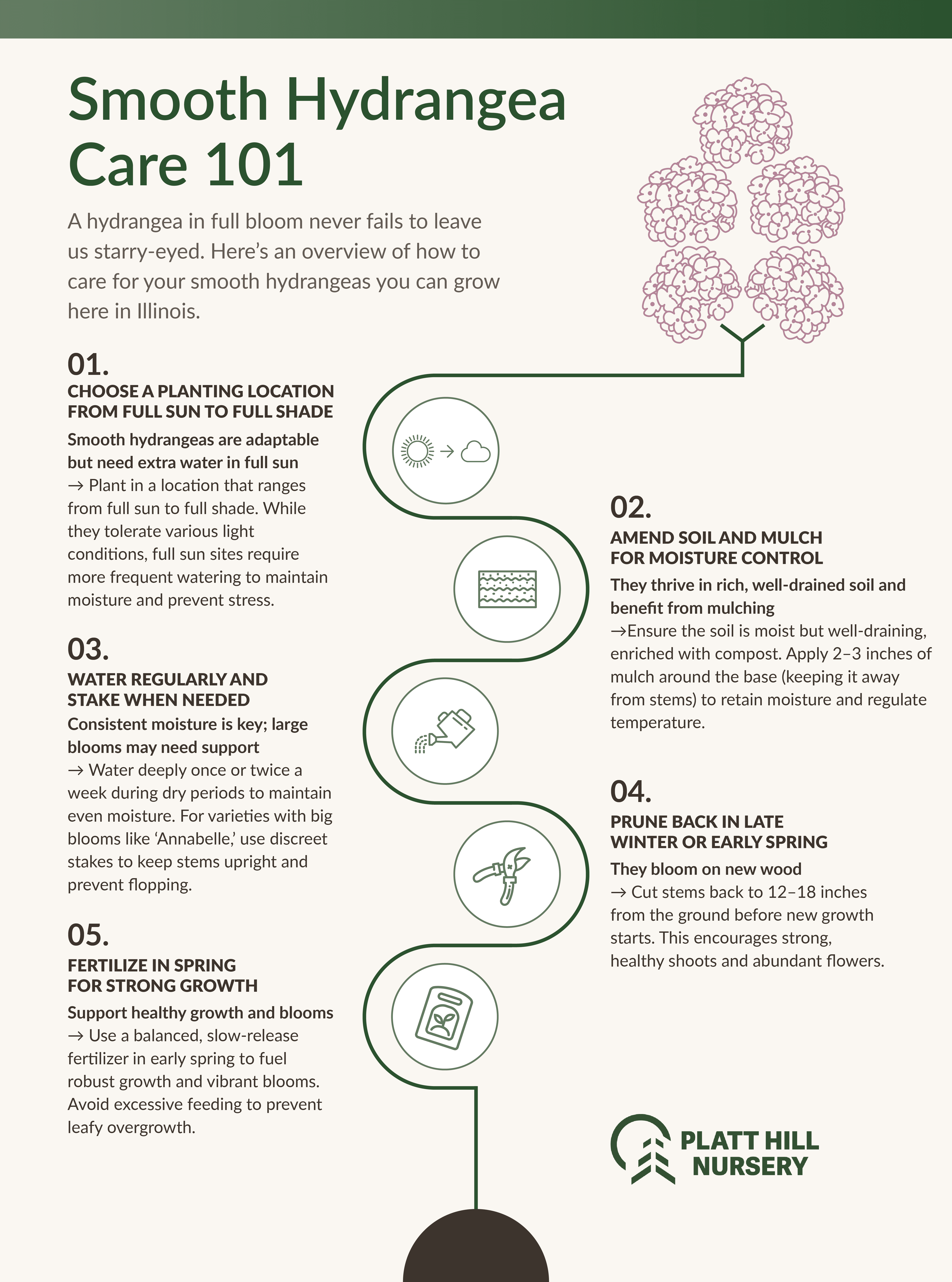 Platt Hill Blog_Smooth Hydrangea Infographic Infographic titled "Smooth Hydrangea Care 101" by Platt Hill Nursery. It provides five steps for caring for smooth hydrangeas in Illinois: Choose a Planting Location from Full Sun to Full Shade – Smooth hydrangeas are adaptable but need extra water in full sun. Plant in varied light conditions and water more in sunny spots to reduce stress. Amend Soil and Mulch for Moisture Control – Use rich, well-drained soil and compost. Apply 2–3 inches of mulch around the base to retain moisture and regulate temperature. Water Regularly and Stake When Needed – Maintain consistent moisture, especially during dry periods. Deeply water once or twice a week. Stake large blooms like 'Annabelle' to prevent flopping. Prune Back in Late Winter or Early Spring – Hydrangeas bloom on new wood. Cut stems back 12–18 inches before new growth appears to promote healthy shoots and blooms. Fertilize in Spring for Strong Growth – Use a balanced, slow-release fertilizer in early spring. Avoid over-fertilizing to prevent leafy overgrowth. The infographic includes icons representing sun/cloud, soil, watering, pruning, and fertilizer, along with a simple pink hydrangea bloom illustration at the top. Platt Hill Nursery logo is shown at the bottom.