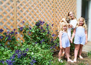 Platt Hill 2025 Mattingly - 25 clematis