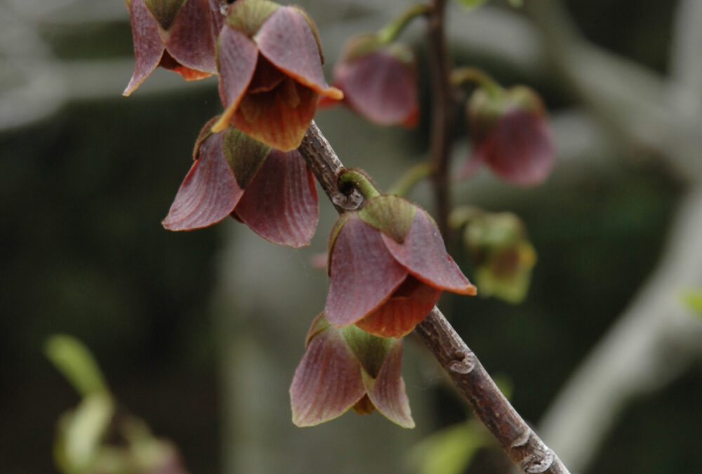 Why You Should Grow a Common Pawpaw Tree in Your Backyard