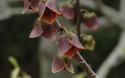 Why You Should Grow a Common Pawpaw Tree in Your Backyard
