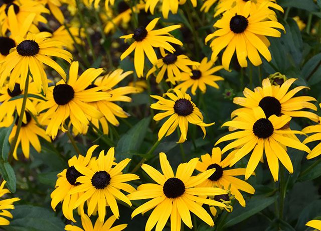 American Gold Rush Coneflower 640x460 Annual Fountain Grass