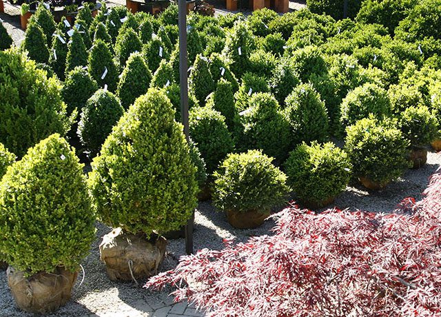 Balled and Burlap 640x460 balled and burlap evergreens and shrubs