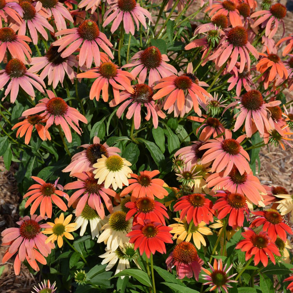 Cheyenne Spirit Coneflower 1000x1000 Grouped planting of Cheyenne Spirit Coneflowers