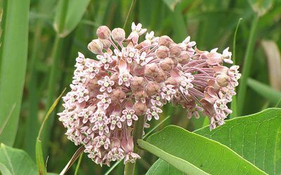 Common Milkweed in Chicagoland: A Zone 5 Native Plant for Pollinators