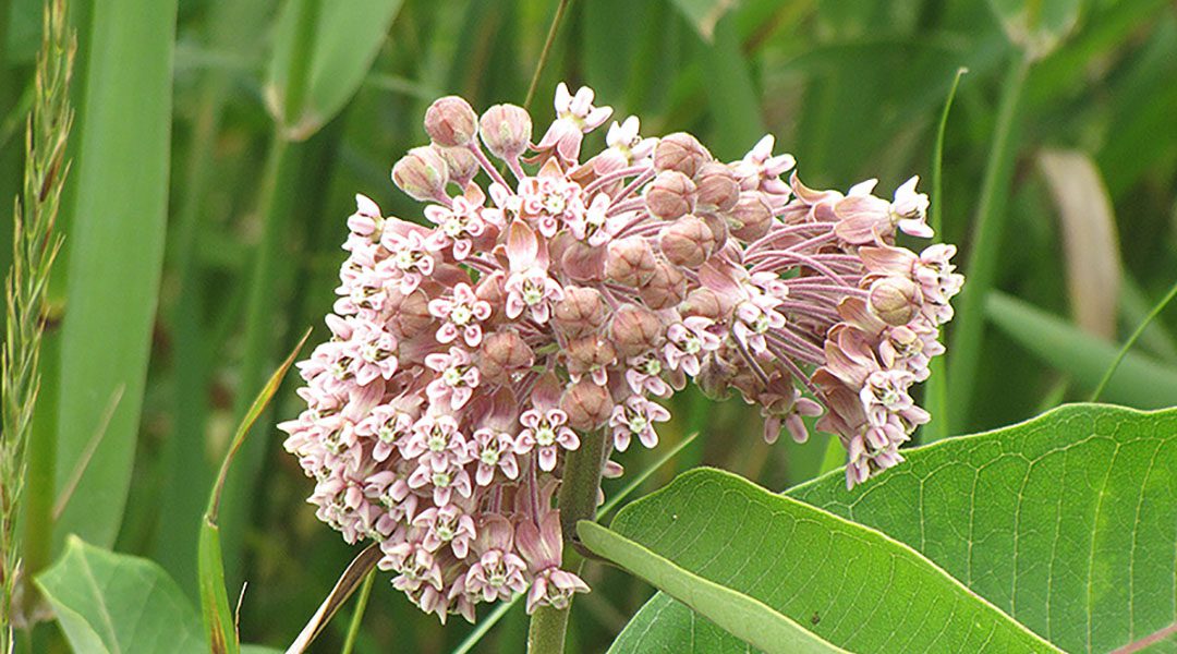 Common Milkweed in Chicagoland: A Zone 5 Native Plant for Pollinators