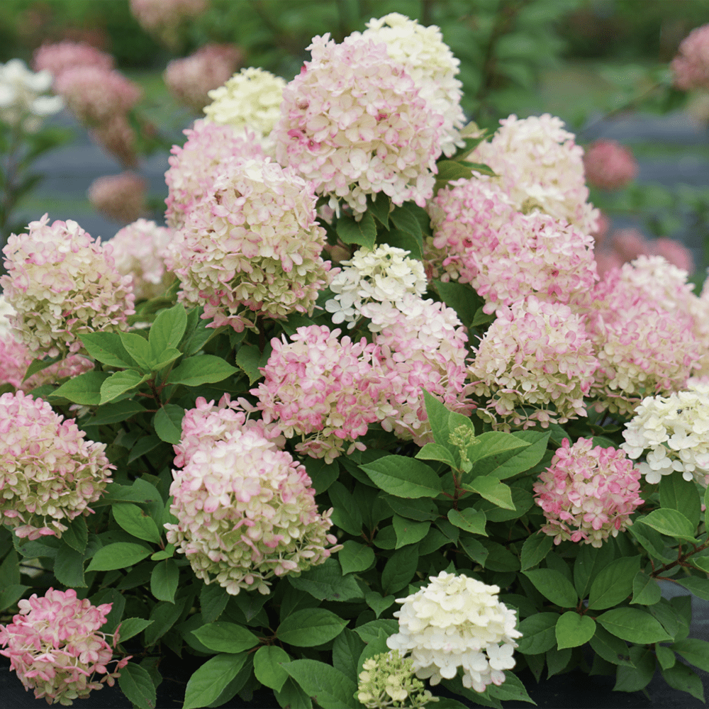 Fire Light Tidbit Hydrangea Replacement SQ Fire light Tidbit Hydrangea in bloom